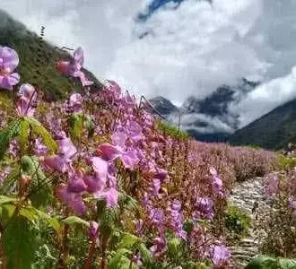 Valley of flowers