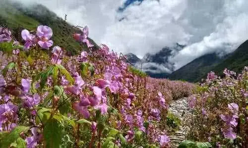 Valley of flowers