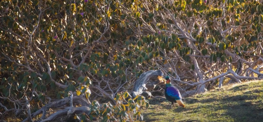 Gidara Bugyal Trek Package