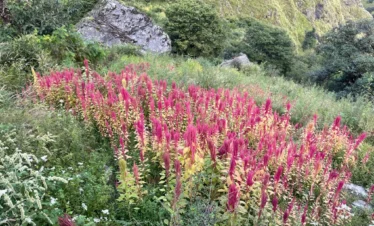 Gidara Bugyal Trek Package