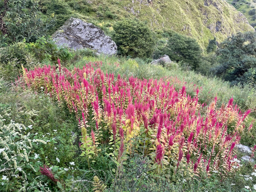 Gidara Bugyal Trek Package