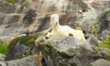 Hampta Pass Trek Package