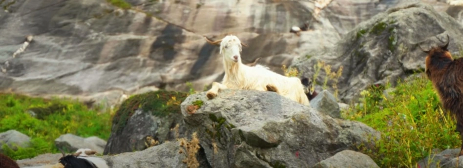 Hampta Pass Trek Package