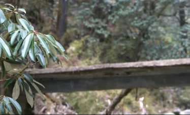Brahmatal Trek forest bridge trail, trekking route through Himalayan forest Uttarakhand, Brahmatal Trek nature walk, Himalayan trekking adventure India, forest trail on Brahmatal winter trek