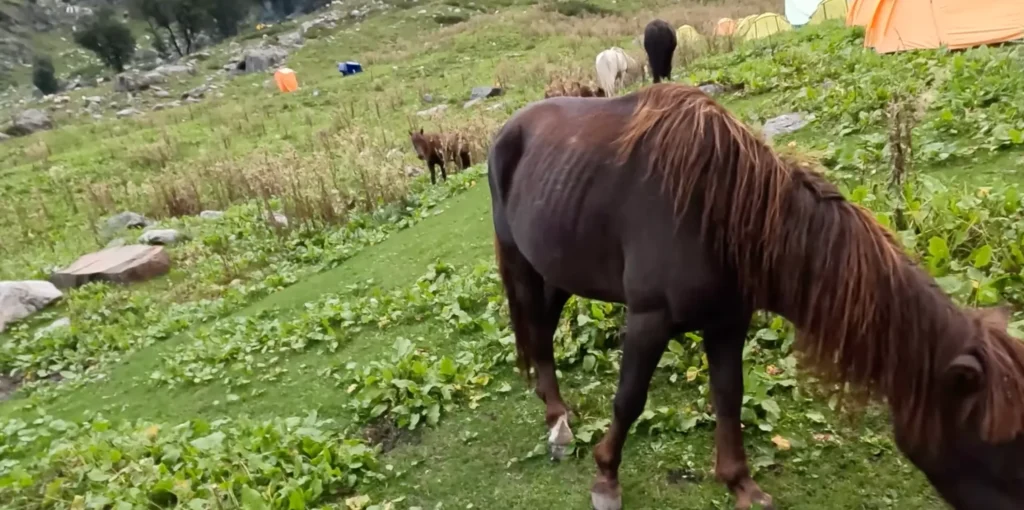 Chika campsite on Hampta Pass Trek with horses grazing in alpine meadows and Himalayan mountain camping landscape