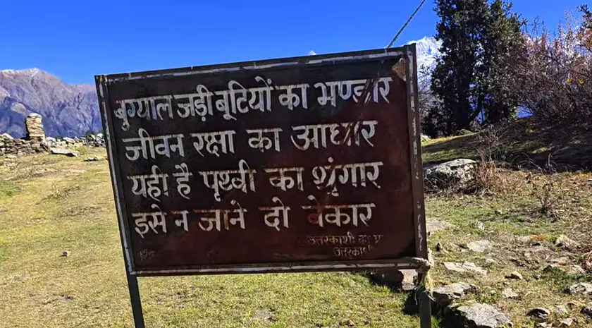 Dayara Bugyal Trek Package