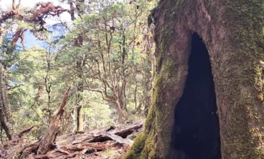 Dayara Bugyal Trek Package