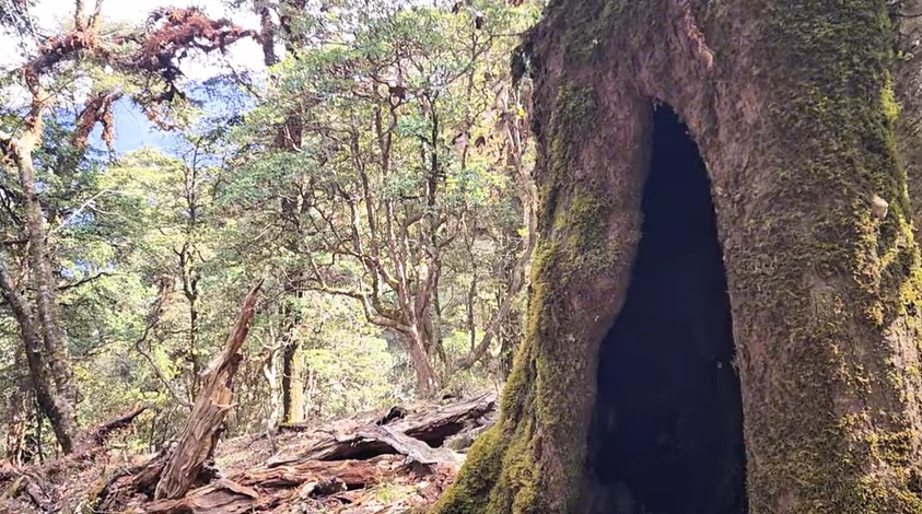 Dayara Bugyal Trek Package