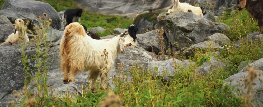 Hampta Pass Trek Package By Mountain Hikers