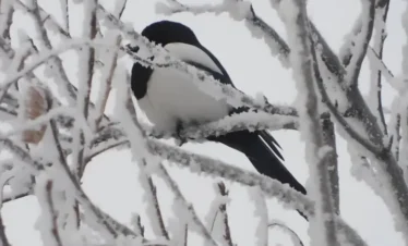 Kedarkantha Trek Package