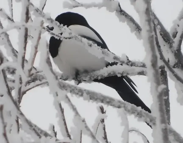 Kedarkantha Trek Package