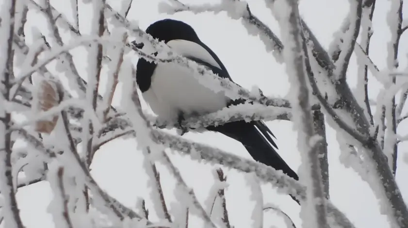 Kedarkantha Trek Package