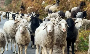 Kedarkantha Trek Package