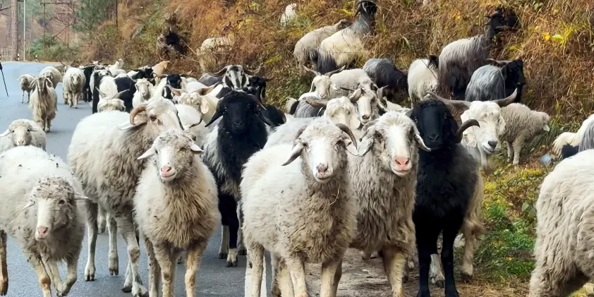 Kedarkantha Trek Package