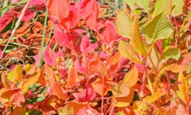 Kedar Tal Trek Package