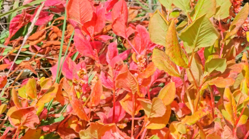 Kedar Tal Trek Package