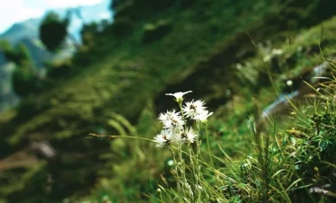 Nafran Valley Trek Package