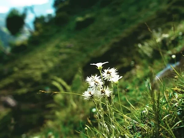 Nafran Valley Trek Package