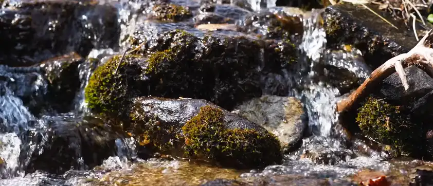 Pangarchulla Peak Trek Package