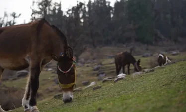 Pangarchulla Peak Trek Package