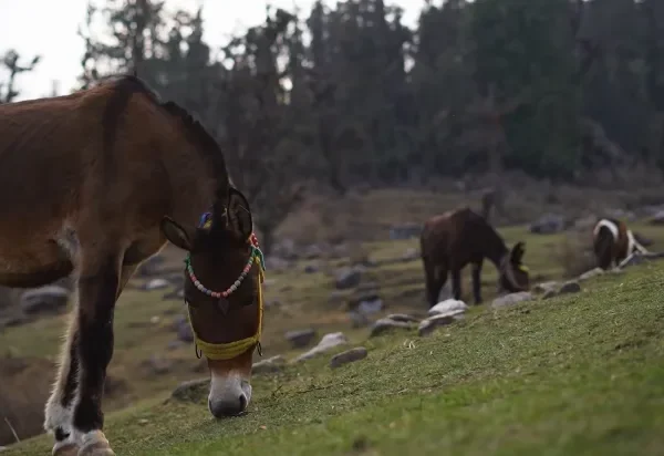 Pangarchulla Peak Trek Package