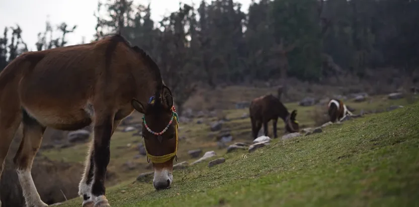 Pangarchulla Peak Trek Package