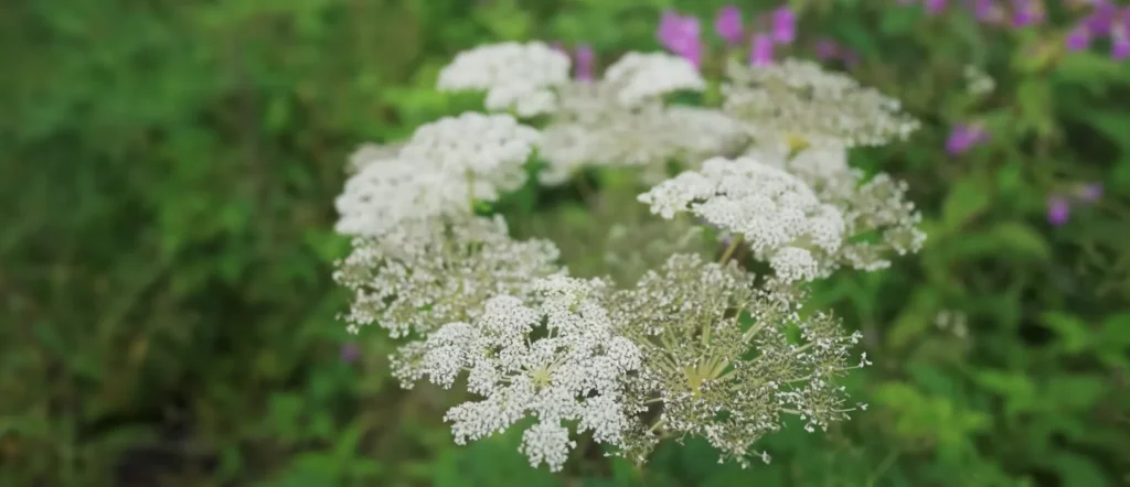 Valley of Flowers Trek Package By Mountain Hikers