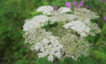 Valley of Flowers Trek Package By Mountain Hikers