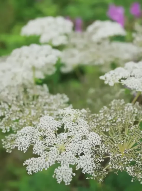 Valley of Flowers Trek Package By Mountain Hikers
