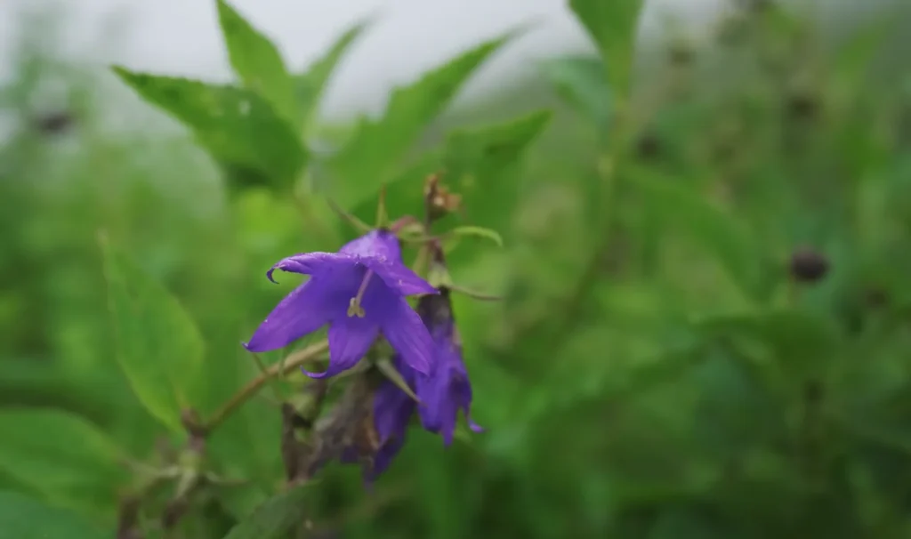 Valley of Flowers Trek Package By Mountain Hikers