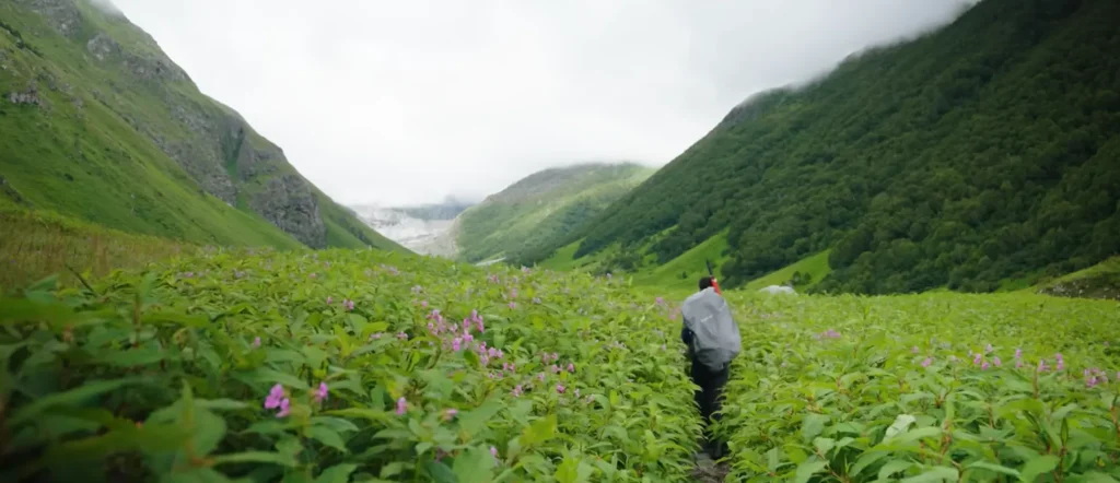 Valley of Flowers Trek Package By Mountain Hikers