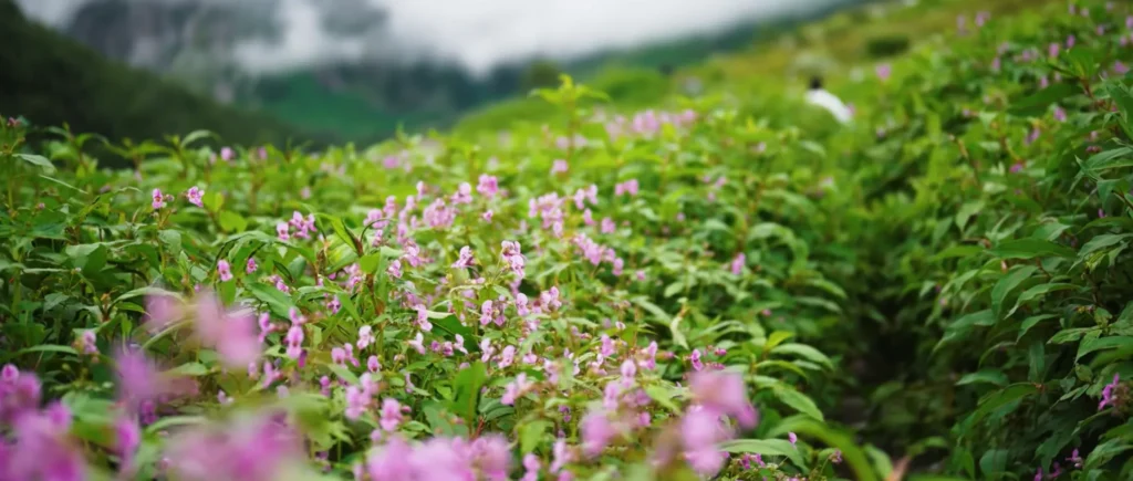 Valley of Flowers Trek Package By Mountain Hikers