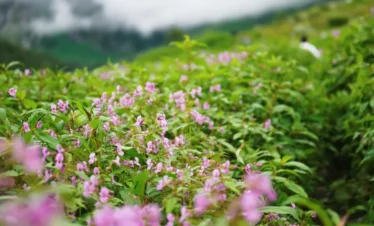 Valley of Flowers Trek Package By Mountain Hikers