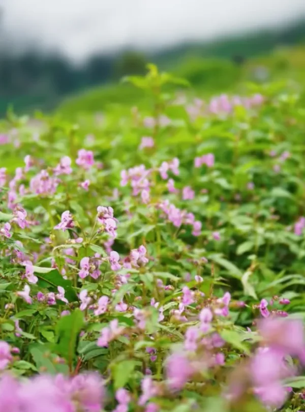 Valley of Flowers Trek Package By Mountain Hikers