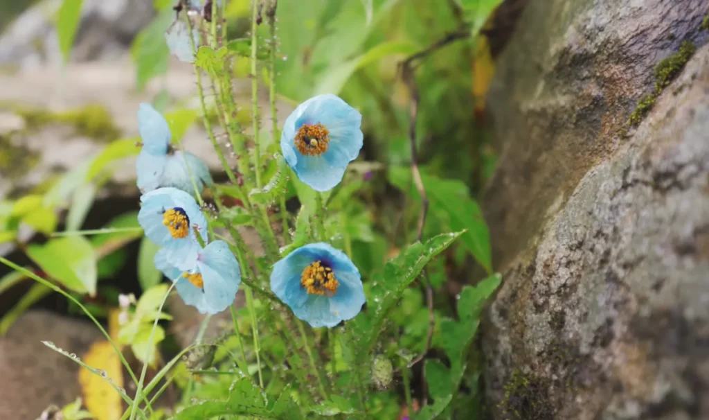Valley of Flowers Trek Package By Mountain Hikers