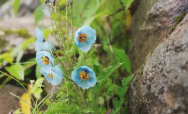 Valley of Flowers Trek Package By Mountain Hikers