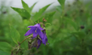 Valley of Flowers Trek Package By Mountain Hikers
