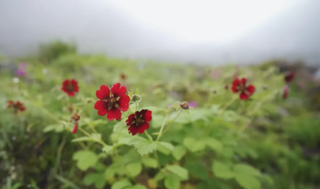 Valley of Flowers Trek Package By Mountain Hikers