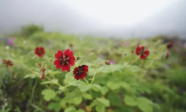Valley of Flowers Trek Package By Mountain Hikers