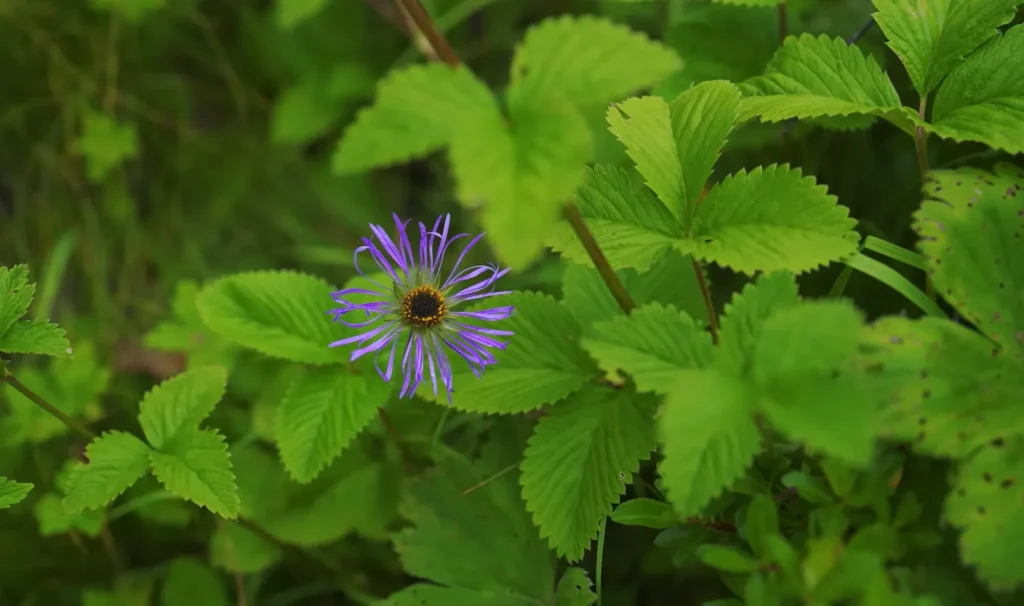 Valley of Flowers Trek Package By Mountain Hikers