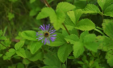 Valley of Flowers Trek Package By Mountain Hikers