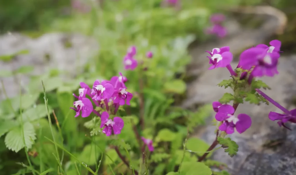 Valley of Flowers Trek Package By Mountain Hikers