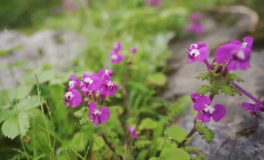Valley of Flowers Trek Package By Mountain Hikers