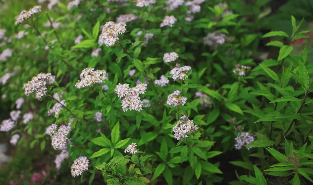 Valley of Flowers Trek Package By Mountain Hikers