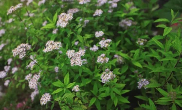 Valley of Flowers Trek Package By Mountain Hikers