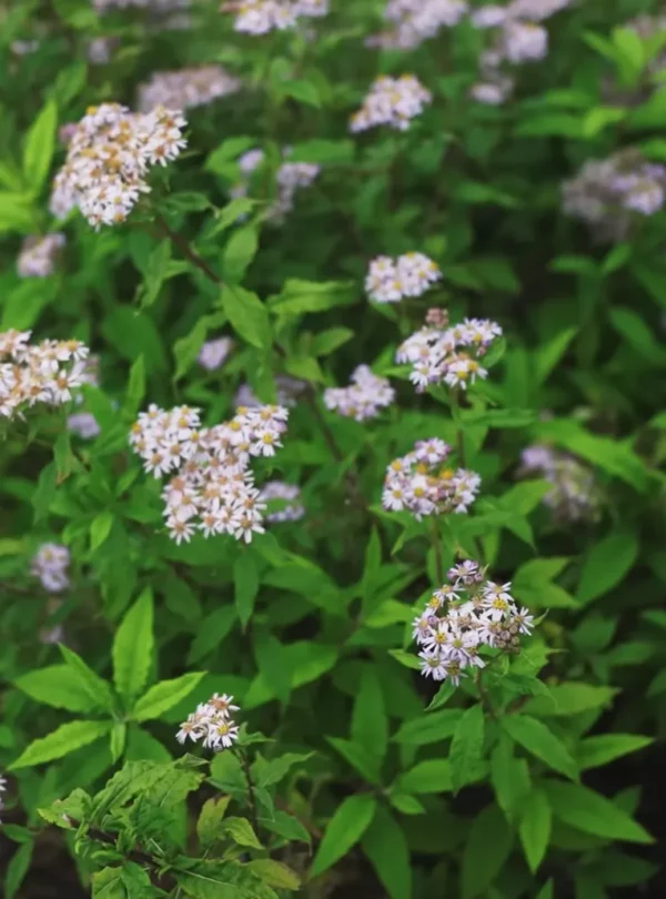 Valley of Flowers Trek Package By Mountain Hikers