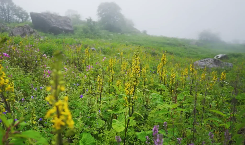 Valley of Flowers Trek Package By Mountain Hikers