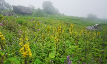 Valley of Flowers Trek Package By Mountain Hikers