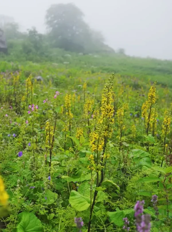 Valley of Flowers Trek Package By Mountain Hikers