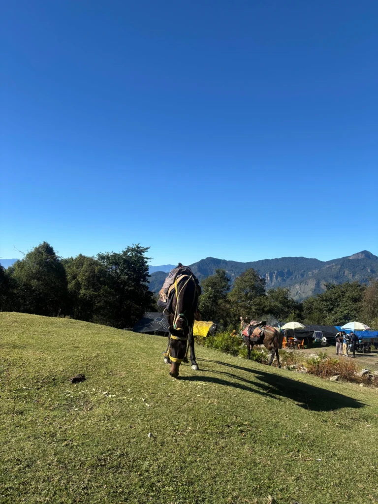 Rudranath Trek with Kalpeshwar Package By Mountain Hikers